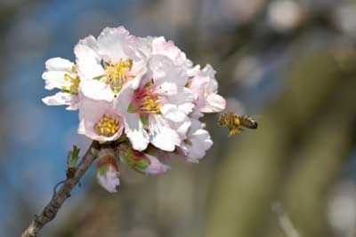A bee and an almond tree blossom