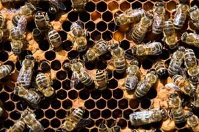 Typically, worker bees are quite industrious, so what makes them decide to take a hike -- possibly to that great beehive in the sky -- all of a sudden?