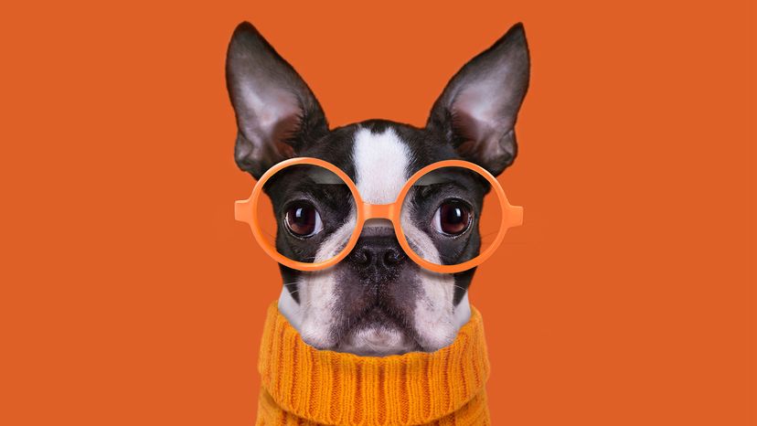 dog with orange glasses