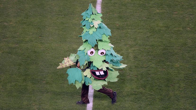 Stanford tree