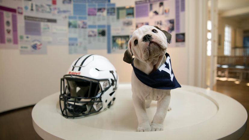 Let's Talk Mascots: The Cutest Aspect Of American College Sports - The  Edvocate