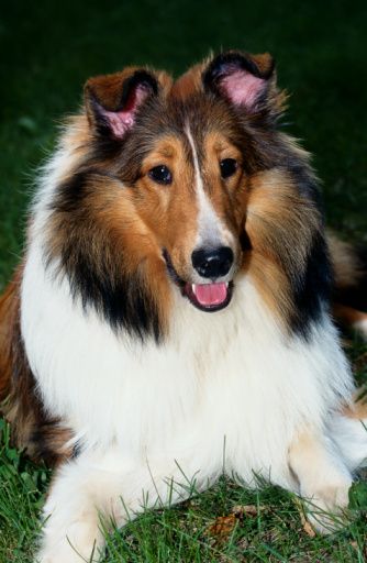 collie