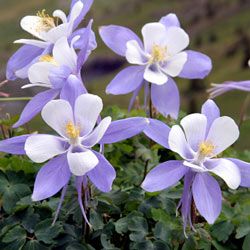 Columbines were thought to resemble a cluster of doves, so they were named for the Latin &quot;columba.&quot;