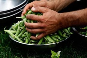 When you participate in community agriculture, your cup runneth over with snap peas. See more pictures of vegetables.