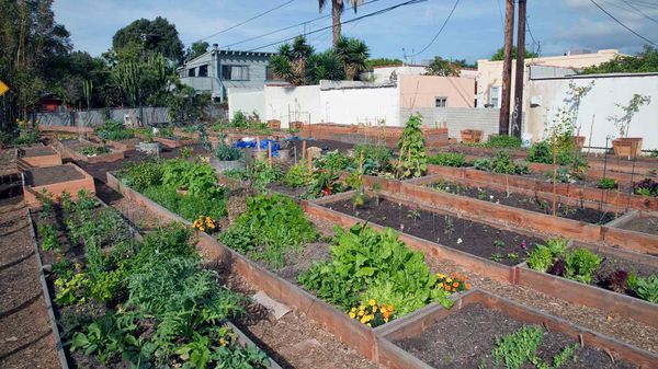 Community Gardens Are Good for the Neighborhood