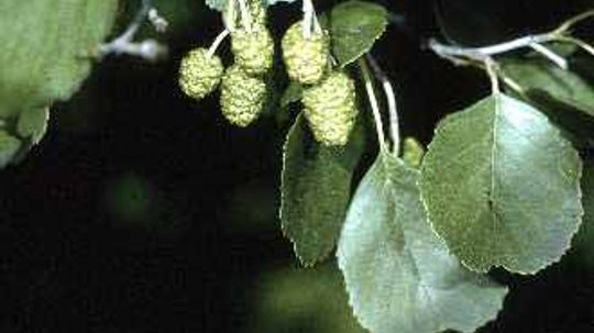 Common Alder Tree