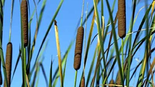 Common Cattail