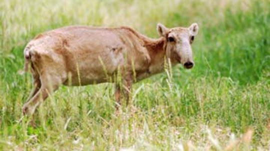 灭绝的最常见原因是什么?”width=