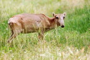 The plight of the saiga antelope shows that a combination of factors can drive an animal to the brink of extinction.