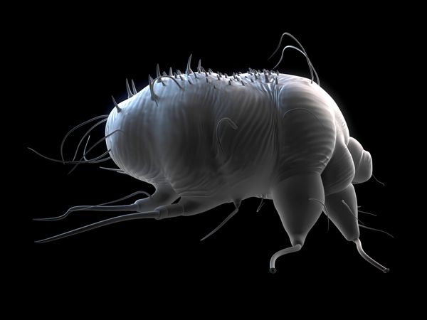 A scabies mite