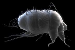 A scabies mite, which infects people through skin-to-skin contact
