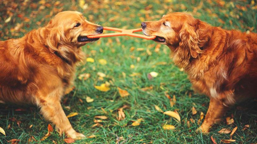 dogs tug of war