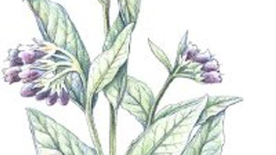 Comfrey: Herbal Remedies