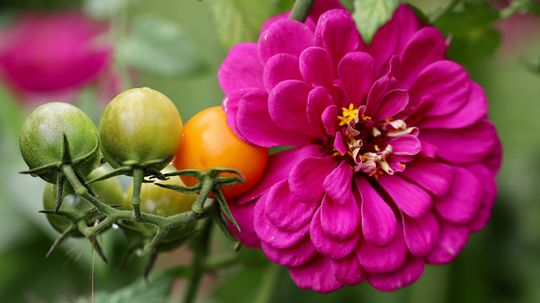 Rhubarb: The Poisonous Veggie You Can Totally Eat