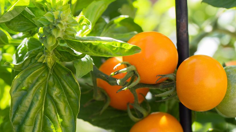 21 Best (and 7 Worst) Companion Plants for Tomatoes