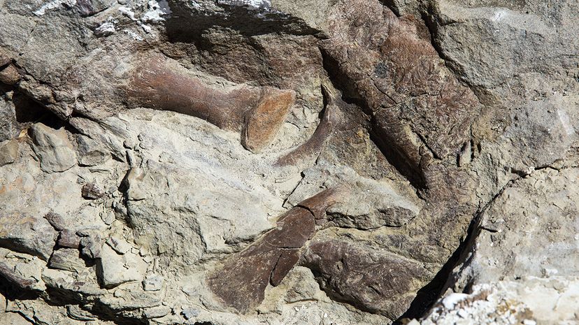 fossilized remains of a tyrannosaur skeleton