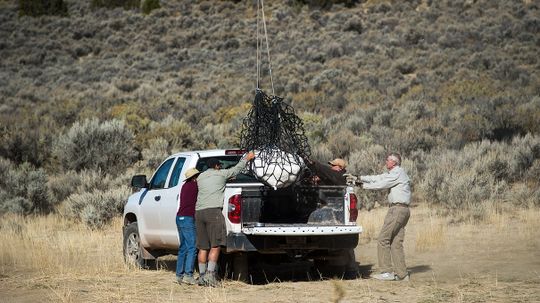 Nearly Complete Tyrannosaur Skeleton Found in Utah