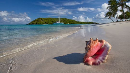 The Conch Is an Endangered Sea Snail That Needs Your Help