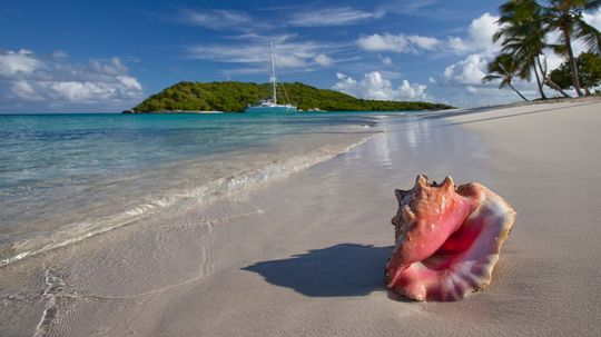 Should You Take a Conch Shell From the Beach?