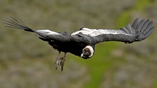 The Andean Condor: 100 Miles, 5 Hours, 0 Flaps of Its Wings