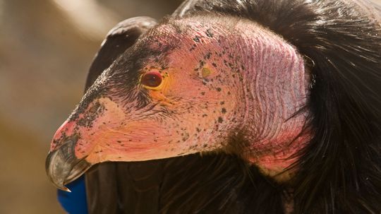 Could California Condor 'Virgin Birth' Rescue the Species?