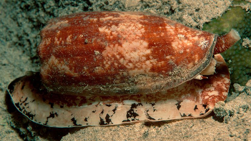 cone snail