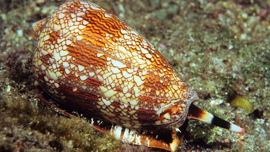 The Cone Snail Is a Slow, but Highly Venomous, Predator