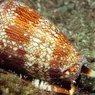 Cone Snail: A Slow but Highly Venomous Predator