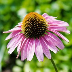 Echinacea, also known as purple coneflowers, is used as a cold remedy by some.