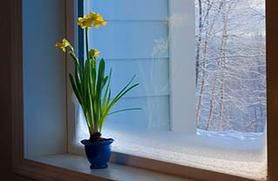 frosty window photo