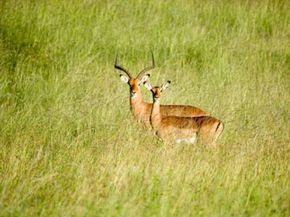 肯尼亚，莱瓦保护区，两只黑斑羚站在大草原上＂width=