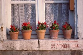 For those of us who spend most of their time inside, container gardening might get us back in touch with nature.