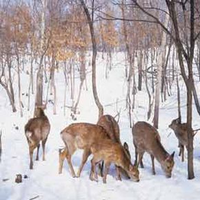 Deer may thrive in the summer, but in the winter times get tough and some become cold-weather casualties.