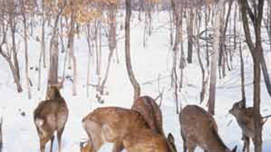 What's a controlled hunt?