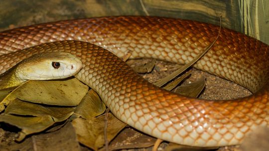 Ringneck Snake Playing Dead, Ringneck Snake Playing Dead