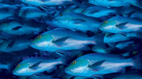 物种收敛或发散的发展吗?”width=