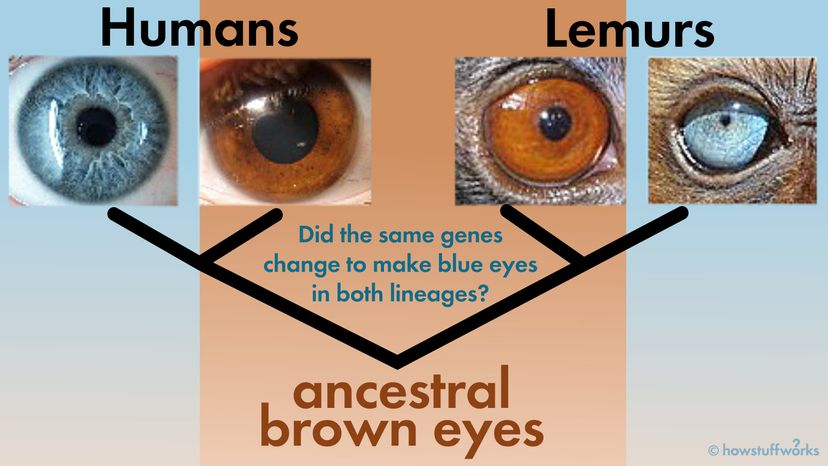 Convergent Evolution: When a Good Idea Moves Between Species