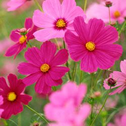 Cosmos flowers in field