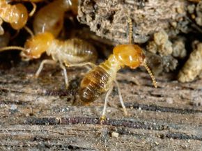 Termites can destroy your home, but copper may be the answer. See more pictures of hidden home dangers.