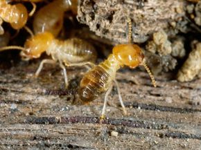 How can copper keep termites at bay?