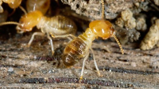 How can copper keep termites at bay?