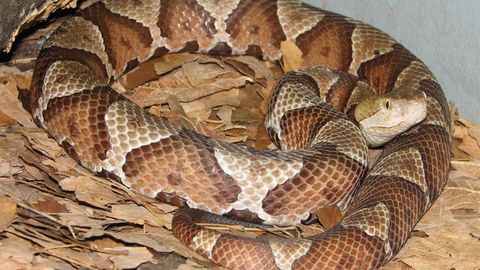 Copperhead Snakes Not Always Lethal But Best Left Alone Howstuffworks