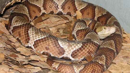 Copperhead Snakes: Not Always Lethal, But Best Left Alone