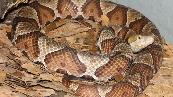 How a Snake Can Get Into Your Home Through Your Toilet — Best Life