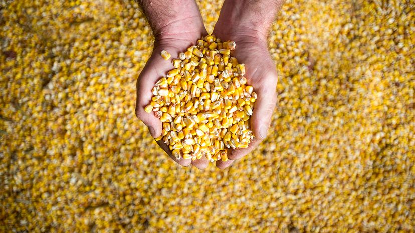 Increased crop yields will affect global food supply and demand over the coming years, according to a new United Nations analysis. Edwin Remsberg/Getty Images
