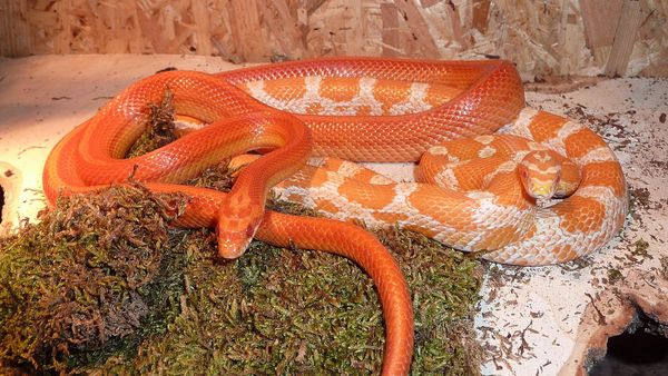 Corn snakes