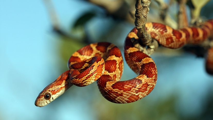 corn snake