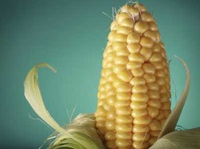Is corn the answer, or should we rethink our use of plastics?