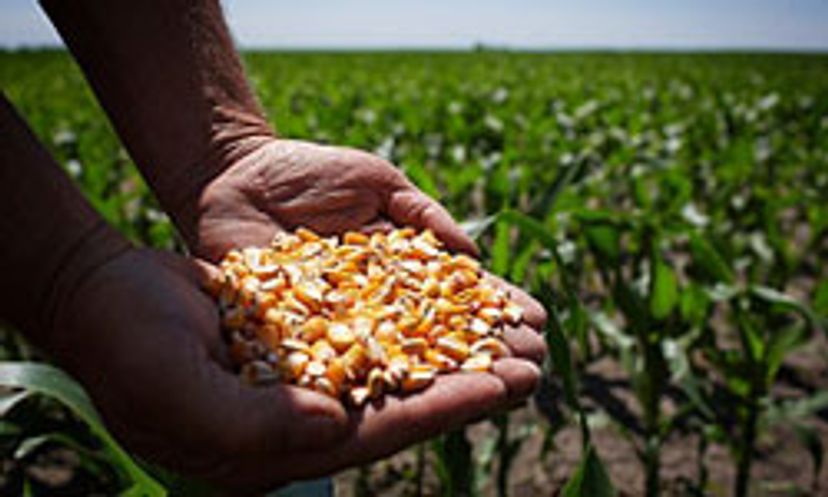 玉米:奇迹作物测验”width=