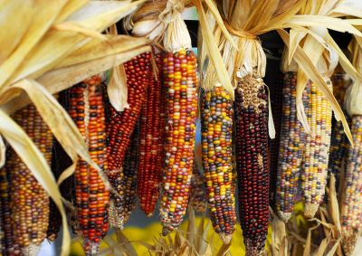 colored corn